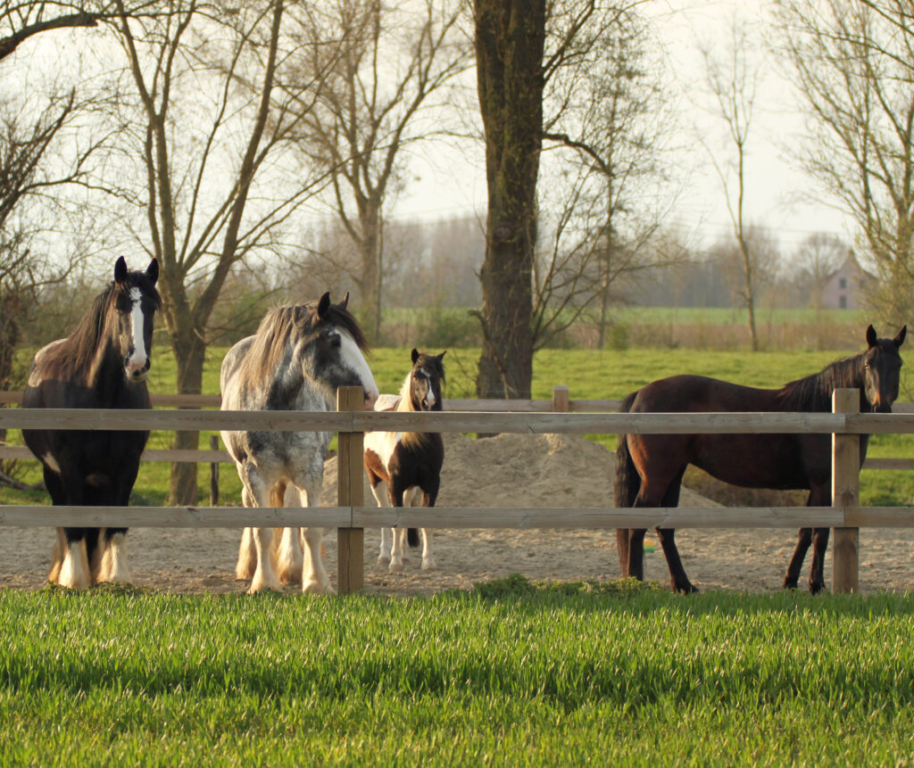 4 Paarden in de wei – I For Horse 4 Paarden in de wei - I For Horse